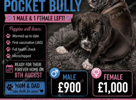 Standard bully x pocket bulldog