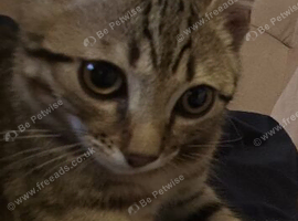 4m old half bengal kitten near Birmingham