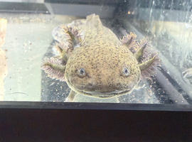 Tank and axolotls x2