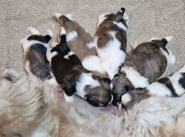 Pure bred shih tzu puppies here in Cardiff