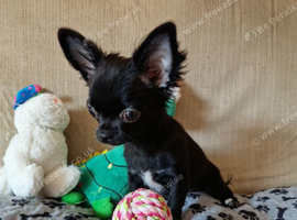 REDUCED - Last Pup Left! Chihuahua Puppy READY NOW