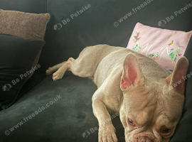 Male frenchie