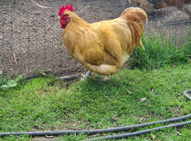 Buff Orpington cockerel