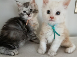 Maine Coon Kittens