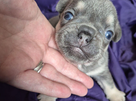 X1 male puppy now gone. 6 rare breed KC registered micro French bulldogs