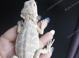 Baby bearded dragons