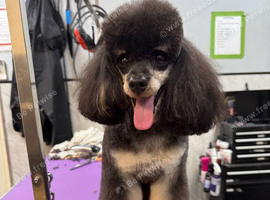 Ozzie available for stud