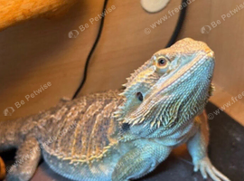 Beared dragon 2 years old