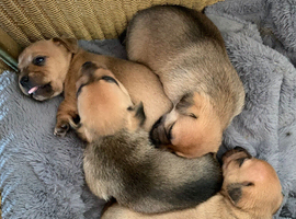 Terrier X Puppies