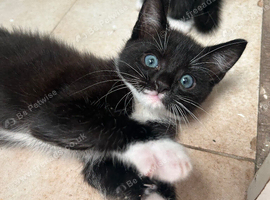 4 beautiful male kittens ready now