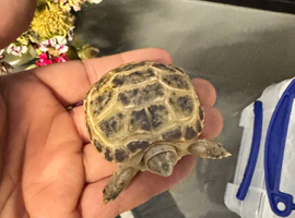 Horsfield tortoise baby&rsquo;s
