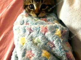 Beautiful little male tabby kitten looking for a loving home