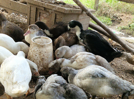 muscovy ducklings mixed colours