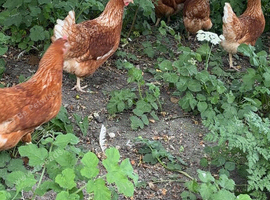Ex commercial laying hens