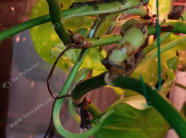 Mourning geckos