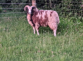 Pedigree Jacob Ram
