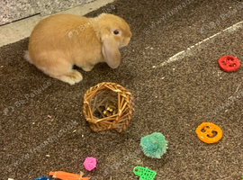 Rabbits