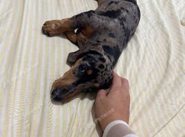 Miniature female dapple girl looking for her forever home