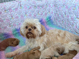 Stunning Asian Shihpoo puppies