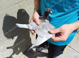 Racing Pigeon Hen Bird Rare colour 2