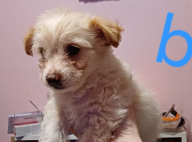 Puppies for sale