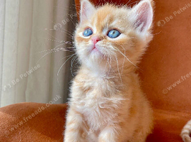 Two beautiful Persian kittens