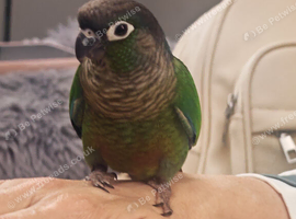 Male green cheek conure bird parakeet silly tame