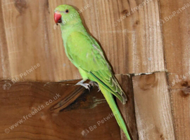 Green ring neck