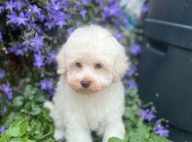 Beautiful Schnoodle Puppy  GIRL