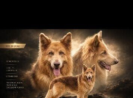Isabella & Tan GSD stud dog