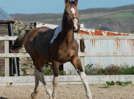 2025 Buckskin Tobiano Gelding