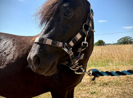 SPSBS Shetland Gelding