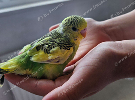 Handtame Baby Budgies