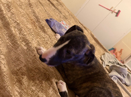 English greyhound