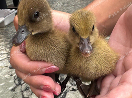 2 khaki Campbell ducklings
