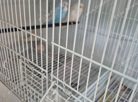 3 young one pair