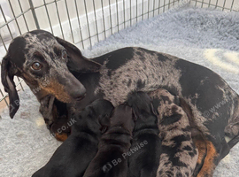 KC miniature dachshund for sale
