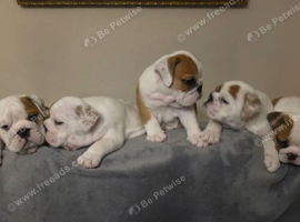Gorgeous puppies for sale