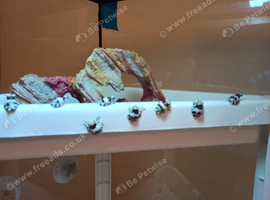 Amazon milk frogs