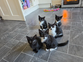 5 beautiful kittens ready now