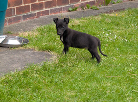 Collie whippet x