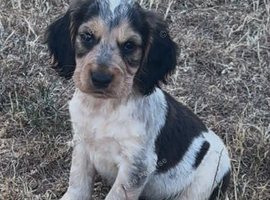 SHOW COCKER SPANIELS PUPPIES