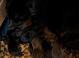 Beautiful staff x Labrador puppies