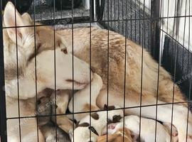 Siberian husky puppies