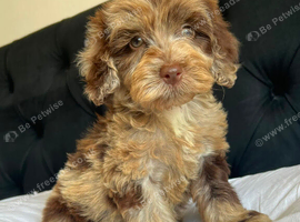 F1 cockapoo puppies