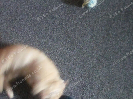 Ginger kitten