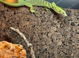 Varanus Reisingeri female 13 months old