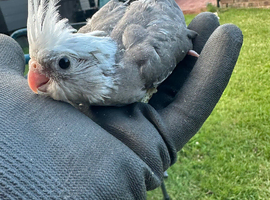 Whiteface Cockatiel Chick &ndash; Reserve Now