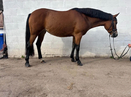 Absolutely superb 5yr Connemara mare