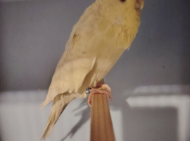 One female exhibition budgie